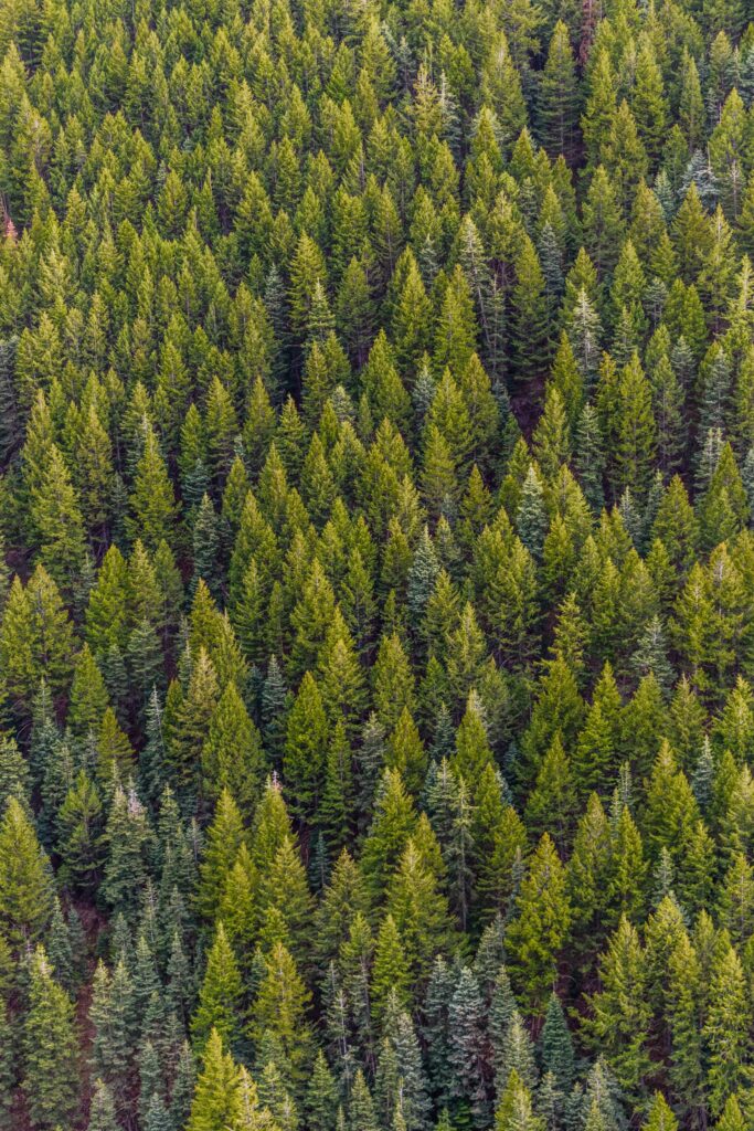Evergreen app management
